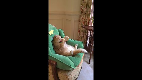 funny cat #cat# funny! videos