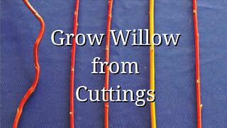 Grow WIllow from Cuttings (dogwood too)