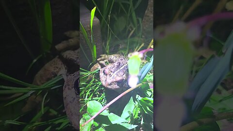 frog at chimney Lake BC #exploring #travel #naturecamping #roadtrips #nature #campingroadtrip