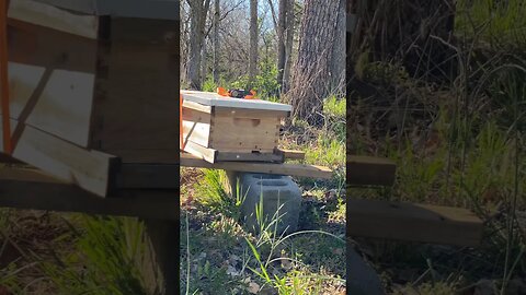 #bees day 1? #shorts #farmlife #homesteading #beekeeping #beekeeper
