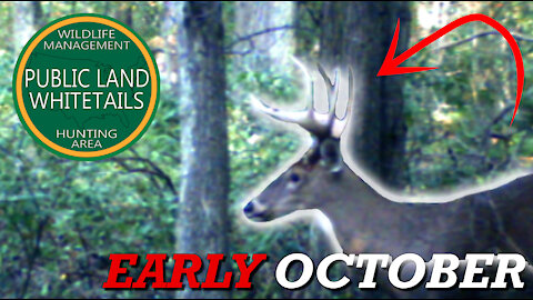 Mature Michigan Whitetail | Early October Deer Hunting | Michigan Deer Hunts