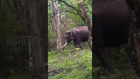 കാട്ടിലെ കൊമ്പൻ | മുത്തങ്ങ കാട്ടുപാത | Wild Elephant | Muthanga Forest | Yaathra | S #118