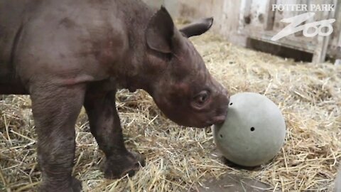 Baby black rhino celebrates first birthday