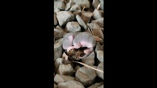 Newborn Mouse Size Of Fingernail