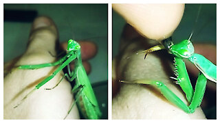 Mantis drinks water from human hand