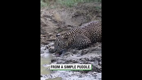 Leopard Takes a Water Break #viralclips #viralvideos