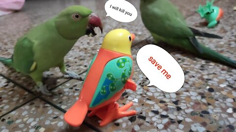 Real Bird's Reaction to Digibirds | talking parrot reaction towards sparrow|parrot playing with toys