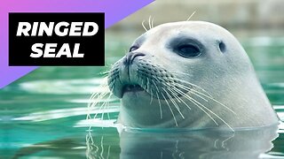 Ringed Seal 🦭 The Cutest Seal Species Of The Arctic #shorts