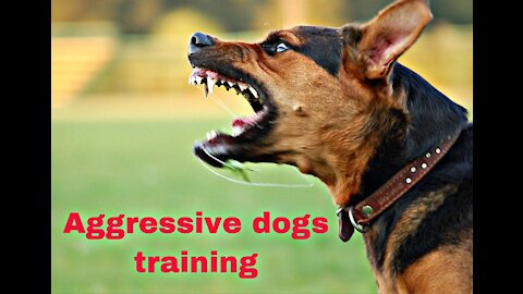 How To Make Dog Become Fully Aggressive With Few Simple Tips and technique