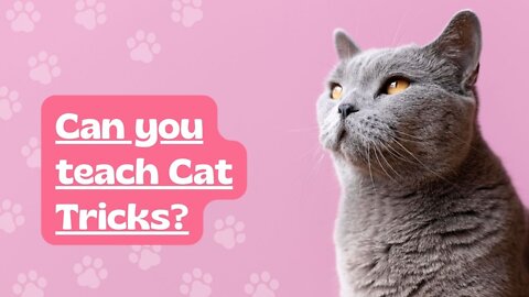 Can You Teach Cats Tricks? The Ins and Outs of Training your Feline Friend