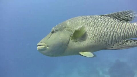 Tauchen mit Delfin und Napoleon in Hurghada, Rotes Meer 2015; Diving with Dolphin Hurghada, Red Se15