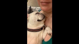 Adorable Frenchie Snores