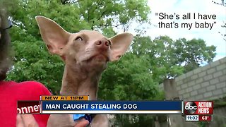 Dognapper captured on surveillance video stealing elderly woman’s Chihuahua
