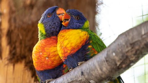 Bird Of Paradise Courtship Spectacle | Planet Earth | AnimalsTV99