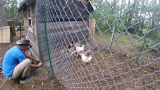 Garden Work & Building A Chicken Run & Still Raining