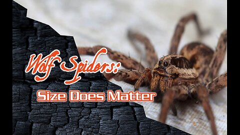 Wolf Spiders: Size Does Matter #animals #tarantula #spiders