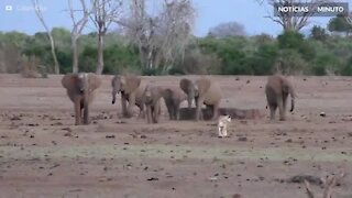 Elefantes perseguem leoa em parque na África