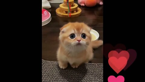 lovely pets 😍 cutest cats and dogs😘