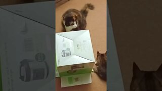 Cat in a Box Compilation