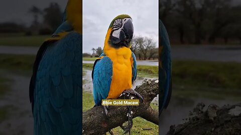Blue Gold Macaw l #macawlover l #shorts l @BikisAviary