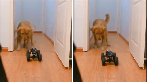 A cute dog how much feare with a rc car and run away.