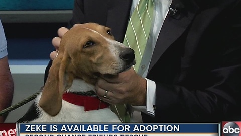 Pet of the week: Zeke is an energetic 8-month-old Hound/Trotter mix that needs a forever home