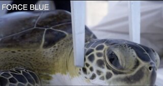 Sick Sea Turtles: Team of local researchers, experts team up with veteran's organization Force Blue to research cancer-like disease