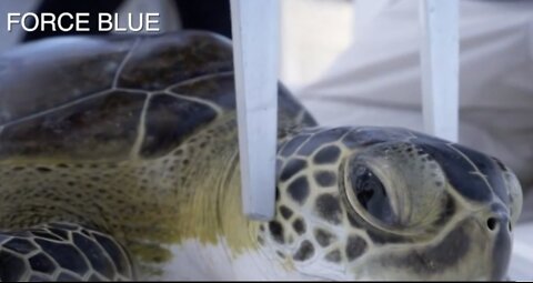 Sick Sea Turtles: Team of local researchers, experts team up with veteran's organization Force Blue to research cancer-like disease