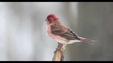 Pure Nature Sounds for Study: Bird song study (No music - Your Birds will LOVE this too!)