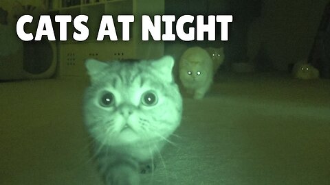 What Cats Do At Night?I recorded Naughty CAT at NIGHT When they Go Out side