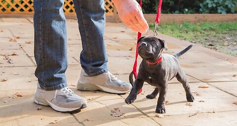 Train your dog to walk easily on leash | 5 MINUTE TRAINING AND GET RESULT!