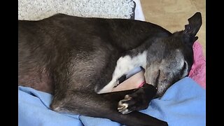 Elsa the greyhound ❤️