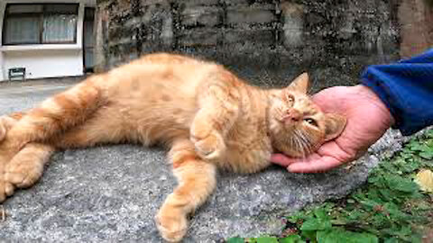 A brown tubby kitten that meows loudly, started to follow me as I patted it