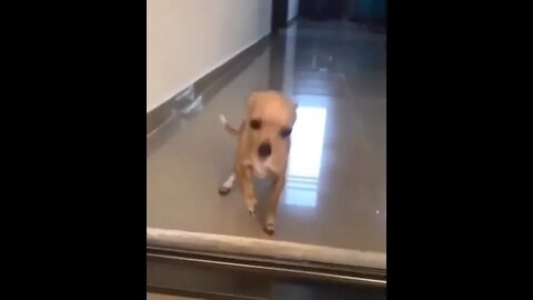 So Cute Puppy! 💕#UbertainmentFun #Shorts #ytshorts #Dogs #Animals #Fun