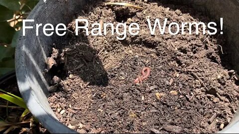 Small Scale "Free Range Worms" Composting For My Tiny Garden