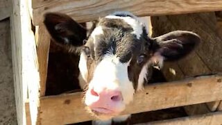 Calf shows how it got its nickname