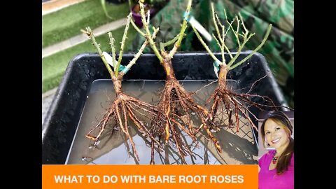 WHAT TO DO WITH BARE ROOT ROSES BEFORE PLANTING THEM!🌹 David Austin Roses 🌹 Shirley Bovshow