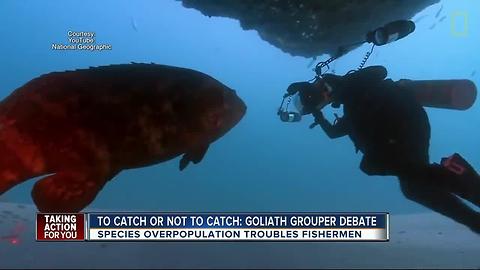 You could soon hunt goliath groupers in Florida