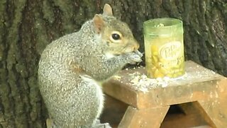 Chippy The Squirrel 🐿️ Enjoying An Afternoon Snack At The Picknick Table