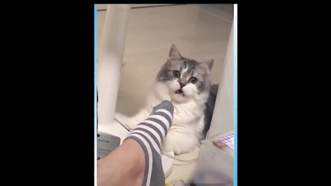 Cat Feeling Disgusted After Smelling Socks ! REALLY FUNNY !