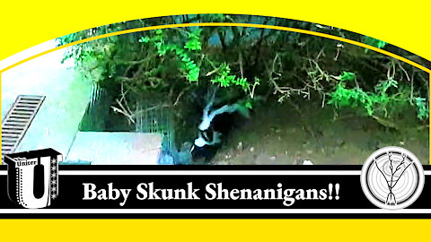 Baby Skunk Shenanigans Full Video July 23, 2021