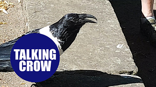 Moment tourists meet a crow which bizarrely asks bypassers 'You alright love?' - in Yorkshire accent