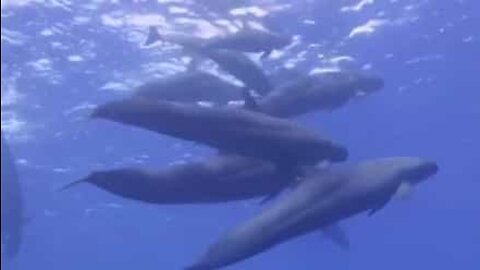 Mergulhadores nadam com um grupo de falsas-orcas