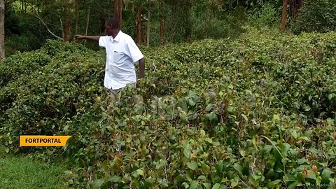 KHAT FARMERS IN KABAROLE PETITION GOV’T