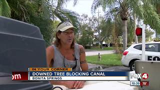 Tree causing problems for Bonita neighbors