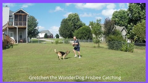 Frisbee Catching by Gretchen the WonderDog