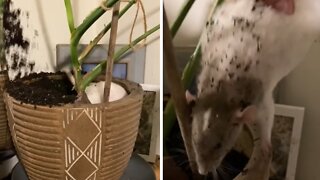 Pet rat makes huge mess of indoor plant