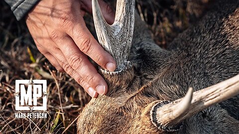 Hunting Queensland, Australia for Hog Deer and Black Buck | Mark V. Peterson Hunting