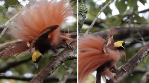 "Raggianna" Bird-Of-Paradise