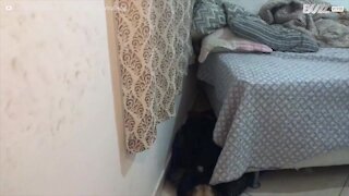Carlino bebè si arrampica sul muro per salire sul letto!